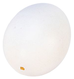 Blown Egg Shell